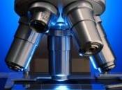 nouvelle souche virus rage répand