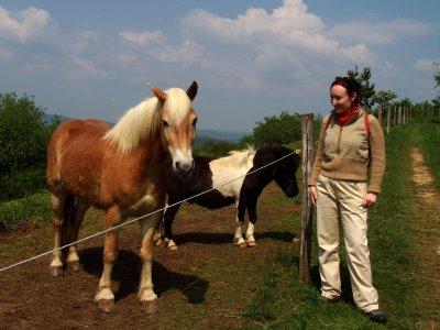 Le Bestiaire des sorcières du mont Bastberg