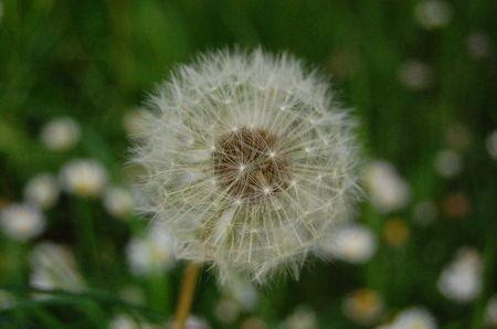 Liberty chéri DSC_0051