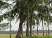 Contes l'ordi sacré vengeance caribou