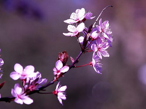 C'est l'printemps, et pour tout le monde.