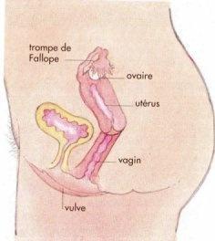 decription du vagin