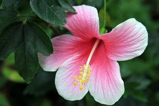 Fleurs d'Okinawa : Le Bougainvillier et les Hibiscus