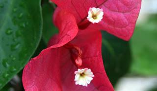 Fleurs d'Okinawa : Le Bougainvillier et les Hibiscus