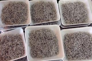 Les délices de la mer