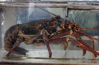 Les délices de la mer