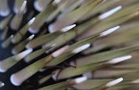 Spécial photos macros