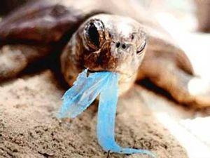 tortue_plastique