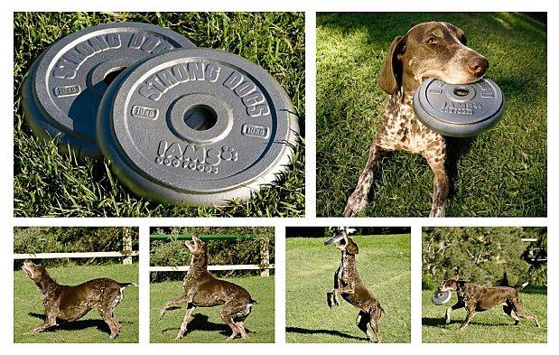 Mon chien prend du poids