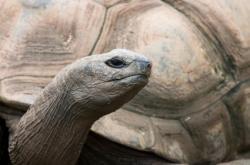 torute géante d'Aldabra