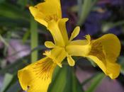 Iris marais pseudacorus