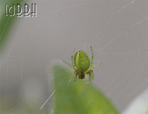 araniella cucurbitina
