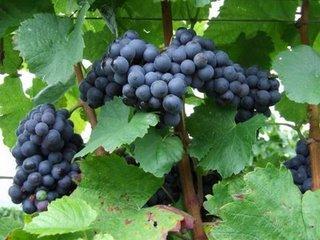 Du vin agrobiologique, qu'est-ce que c'est?