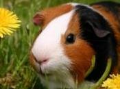 hotline pour retrouver cochons d'Inde perdus