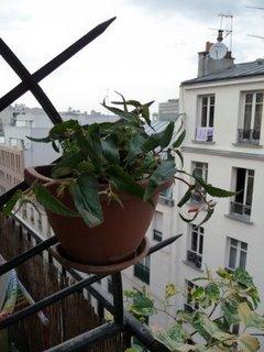 Dernieres plantations sur mon balcon