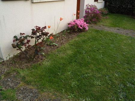 Arbustes__magnolia_et_azal_e_et_tulipes_027