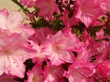 Arbustes__magnolia_et_azal_e_et_tulipes_007