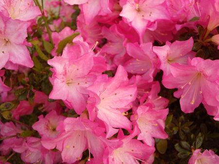 Arbustes__magnolia_et_azal_e_et_tulipes_033