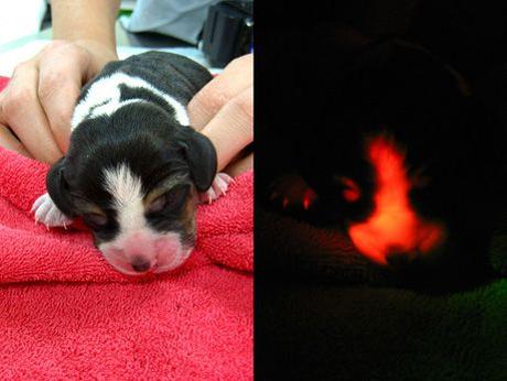 Des scientifiques mettent au point un chiot-veilleuse...