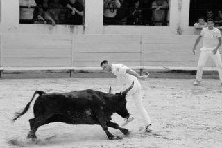 Féria d'Alès : course camargaise en noir et blanc
