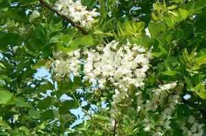 La fleur blanche d'acacia