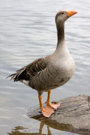 Oie cendrée (illustration)