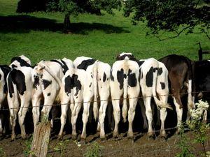 vaches