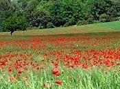 Coquelicots... c'est pleine saison: devorer mais yeux