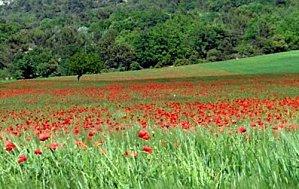 COQUELICOTS... C'EST LA PLEINE SAISON: A DEVORER MAIS PAS QUE DES YEUX