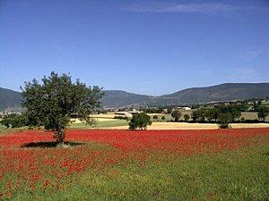 COQUELICOTS... C'EST LA PLEINE SAISON: A DEVORER MAIS PAS QUE DES YEUX