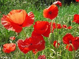 COQUELICOTS... C'EST LA PLEINE SAISON: A DEVORER MAIS PAS QUE DES YEUX