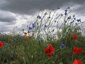 COQUELICOTS... C'EST LA PLEINE SAISON: A DEVORER MAIS PAS QUE DES YEUX