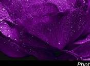 Bols tibétains douce pluie, version courte