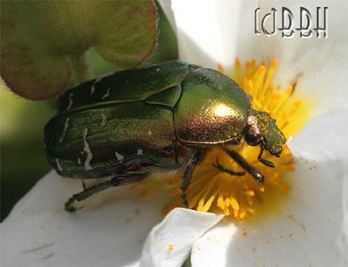 Cétoine dorée cetonia aurata