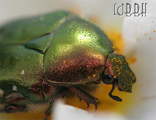 Cétoine dorée cetonia aurata