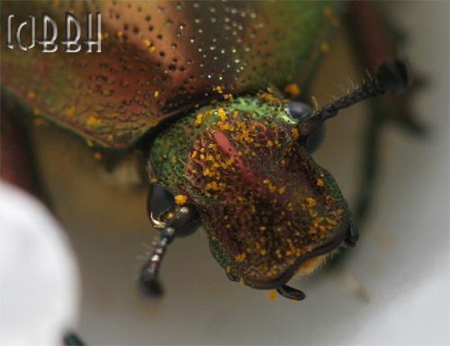 Cétoine dorée cetonia aurata