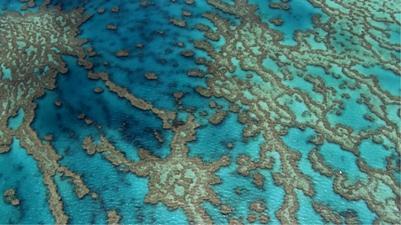 Barrière de corail, Queensland, Australie