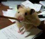 vidéo hamster crayon papier bajoues