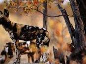 Pour protéger chiens sauvages africains