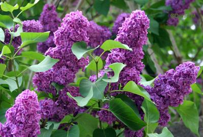 Lilas