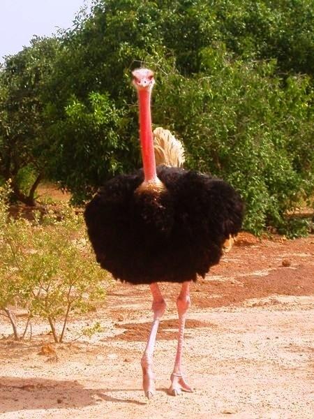 photo afrique blog5.jpg