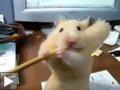 hamster tente manger crayon gerboise: animal étrange