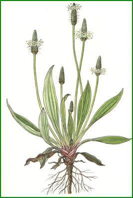 Autour des fleurs de robinier