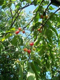 Le temps des cerises