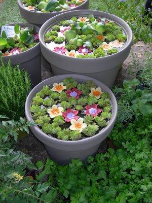 Minis bassins plantés et fleuris