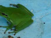 Déménagement rainette verte...