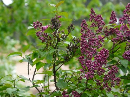 Photos du jardin au 26 avril 2009