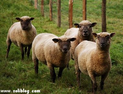Moutons du Moulin sur Soliblog