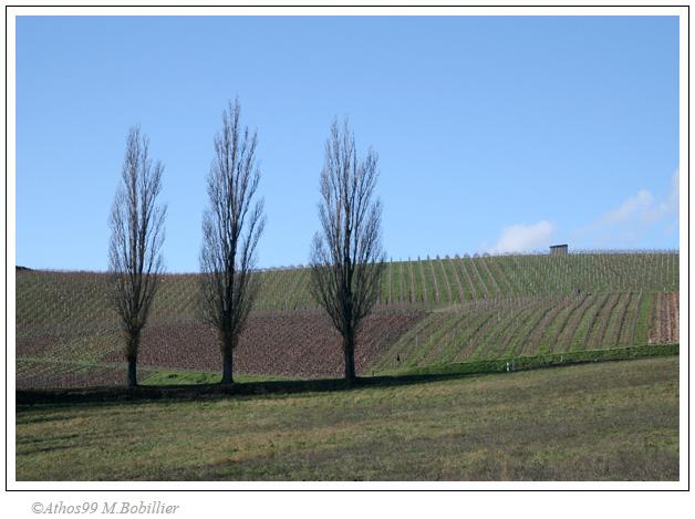 3 abres, campagne genevoise, Canon 30D 1/250 Sec f/8 f=33mm ISO=200