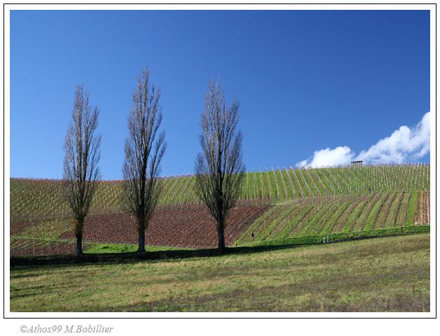 3 abres, campagne genevoise, Canon 30D 1/90 Sec f/8 f=33mm ISO=200